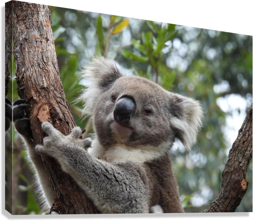 Koala in Tree Canvas Print