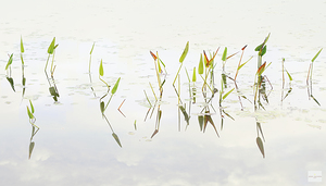 les ballerines du Lac