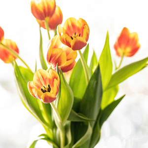 Espoir joyeux du printemps