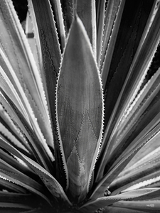 Qui sy frotte sy pique