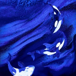 Orca Whales