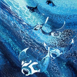 Manta Ray