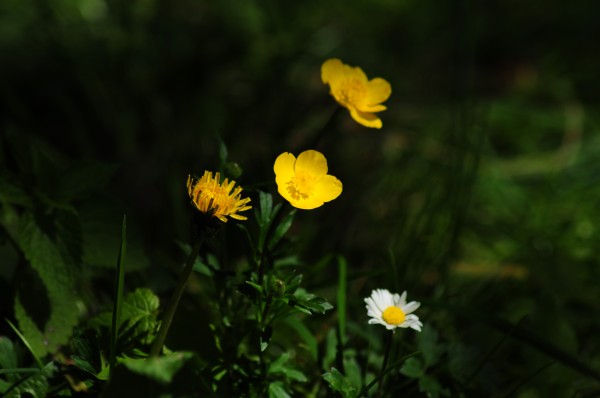 Peaceful Yellows by Rohan Valvekar