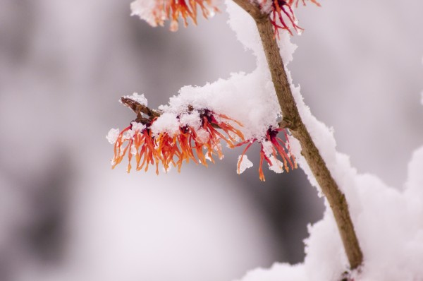 Snow-Life-WinterArt by Rohan Valvekar