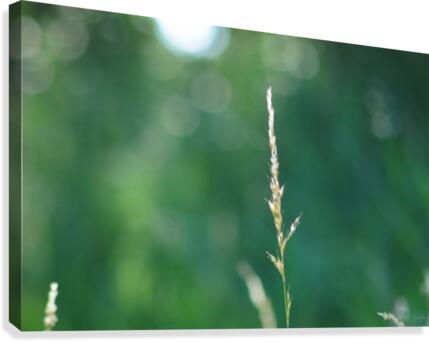 The Alone One Canvas Print