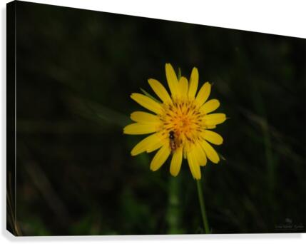 Delicate Canvas Print