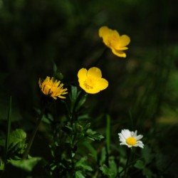 Peaceful Yellows