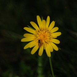 Delicate