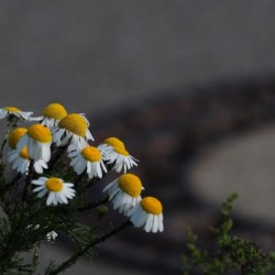 Spring Beauty