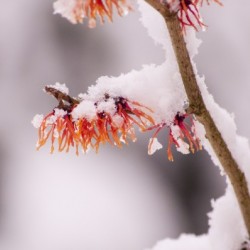 Snow-Life-WinterArt
