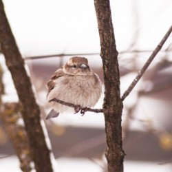 Spring Chirps