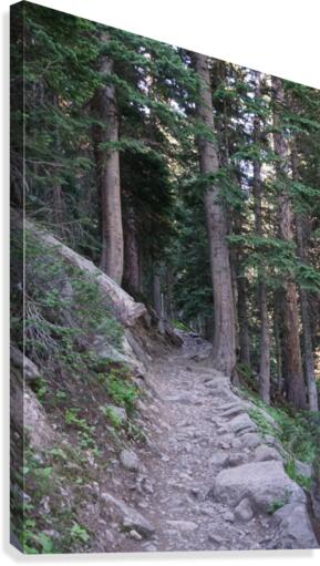 Forest Trail Canvas Print