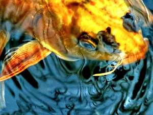 Koi  Liquid Smoke IMG 0941 01