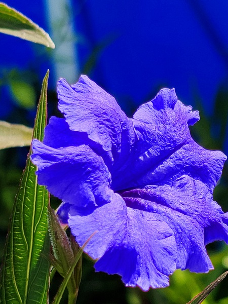 BLUE 2 by Joni German