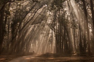 Misty Winter Mornings in wood