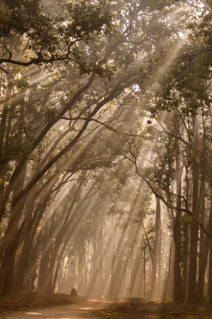 Misty Winter Mornings in forest