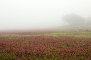The misty Wildflowers scape