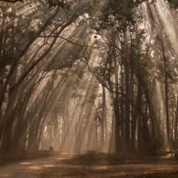 Misty Winter Mornings in wood