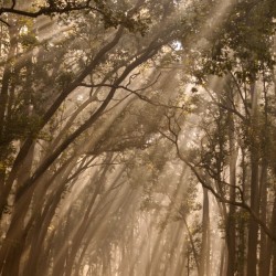 Misty Winter Mornings in forest