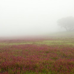 The misty Wildflowers scape
