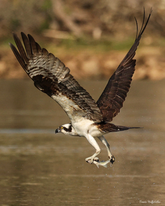 Osprey with a Fish 