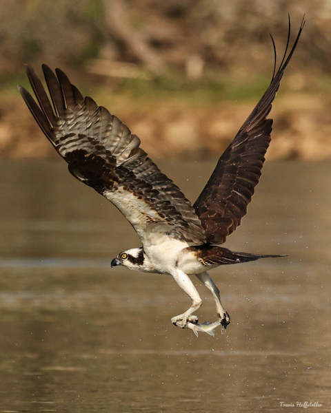 Osprey with a Fish  Print