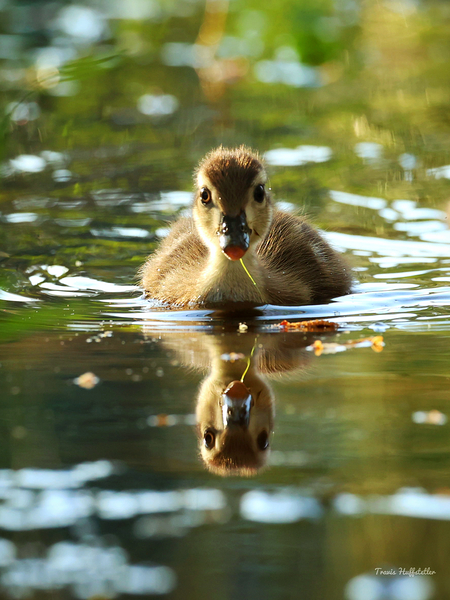 Reflections of Baby Wood Duck by Travis Huffstetler Photography