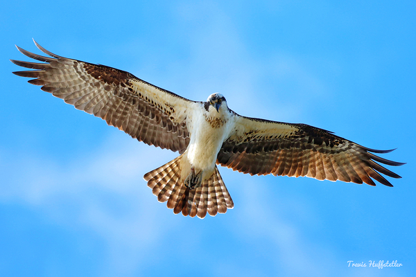 IMG 2652 by Travis Huffstetler Photography