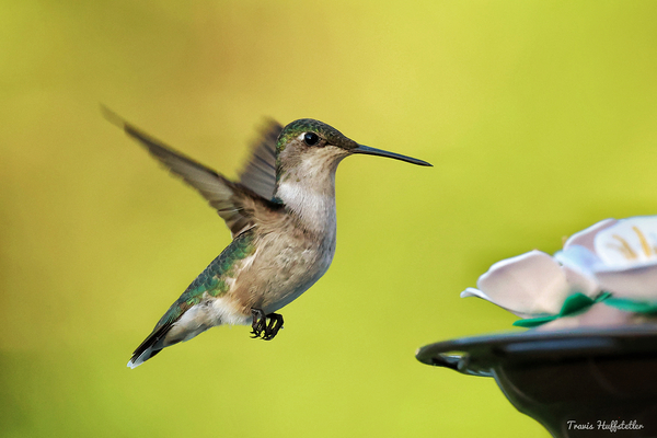 IMG 6299 by Travis Huffstetler Photography