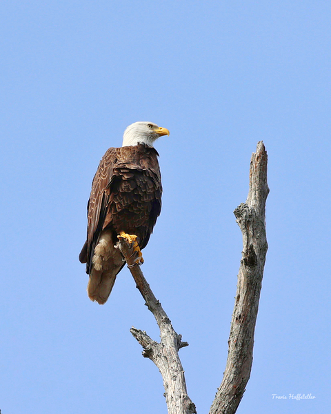 IMG 8771 by Travis Huffstetler Photography