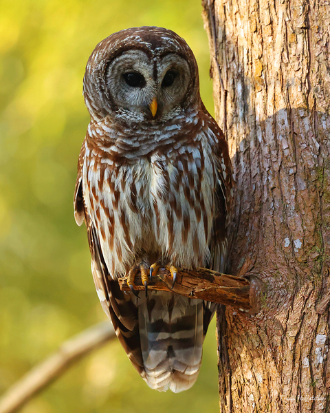 Barred Owl Up Close & Personal by Travis Huffstetler Photography