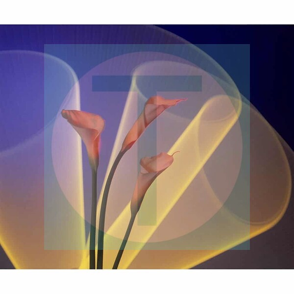 Calla Lily Wall Art Sale Online - Calla Lily Light Drawing Photography by Trix Rosen by Trix Rosen