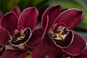 Cymbidium Scarlett Beauty Orchid