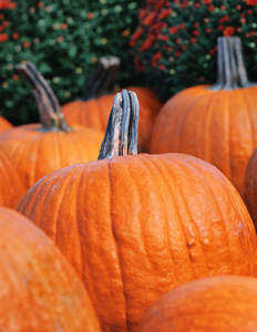 Howdy Orange Pumpkin