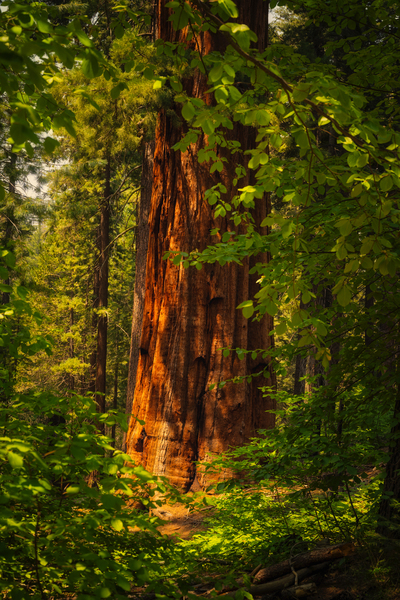 Towering Giant Sequoia Tree  Mariposa Groves Print