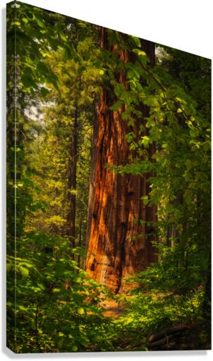 Towering Giant Sequoia Tree  Mariposa Groves Canvas Print