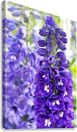 Purple Candle Larkspur Buttercup Flower by Abigail Diane