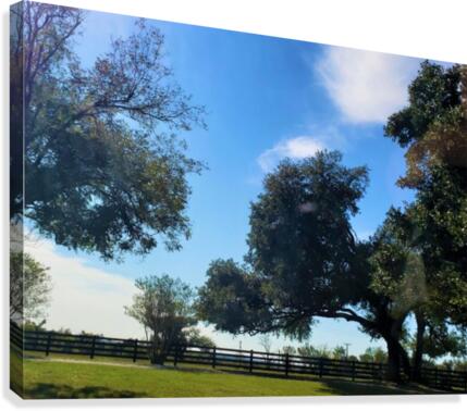 TexasSunshines Canvas Print