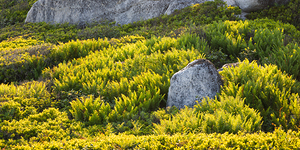 Ferns along the Granite Coast
