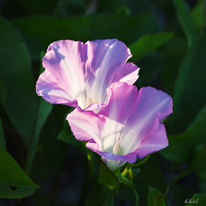 Morning Glory Flowers