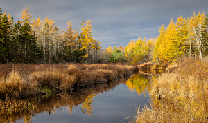 Larch trees in full autumn splendour