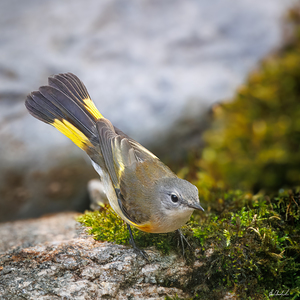 Female American Redstart