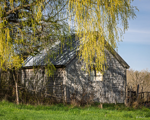 In the Shade of the Elm Tree