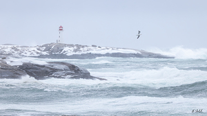 Flying over the Waves
