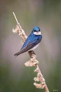 A Tree Swallow on a Bullrush