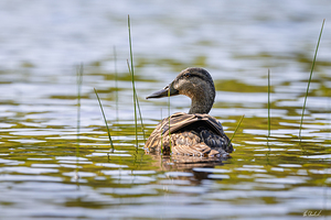 Female Mallard Duck