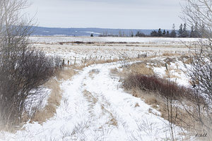 Country Lane in Winter