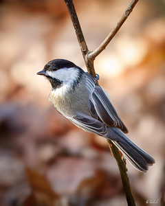 Chickadee