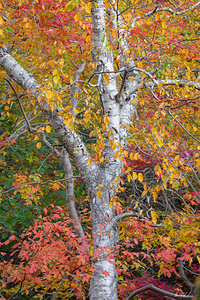 Birch tree among the autumn leaves