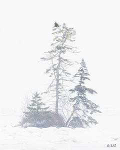 Bald Eagle in a Snowstorm